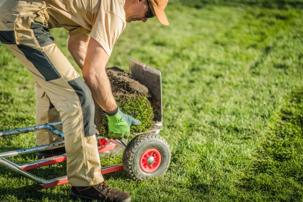 Trusted Lawn Care McKinney TX Company gardener-piles-rolls-of-sod-on-d