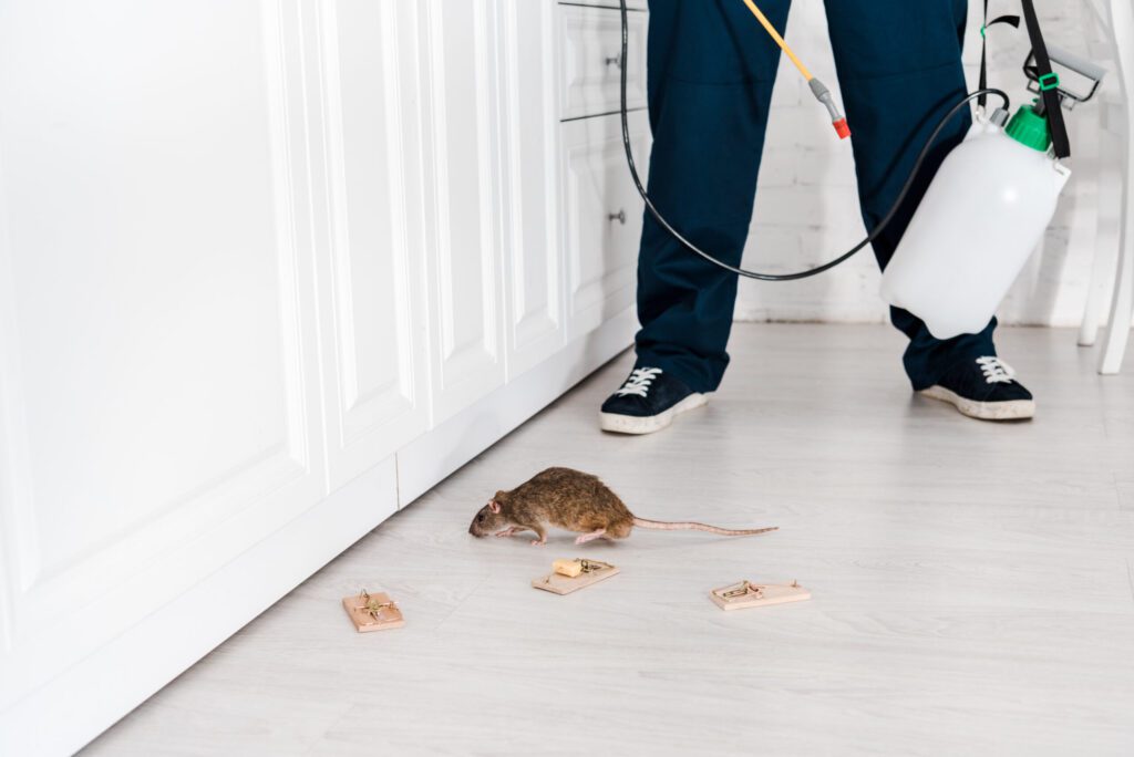 Rodents in Victorville, CA cropped view of exterminator standing near mousetraps and rat